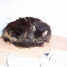 Blanding af racer Mie