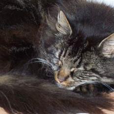 Blanding af racer Mie