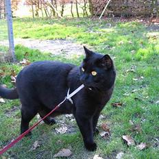 British Shorthair Amos