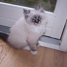 Hellig Birma Bastian