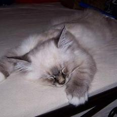 Hellig Birma Bastian