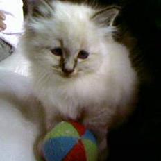 Hellig Birma Bastian