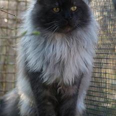 Maine Coon Ankicoons Vesuvius R.I.P.
