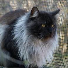 Maine Coon Ankicoons Vesuvius R.I.P.