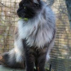 Maine Coon Ankicoons Vesuvius R.I.P.
