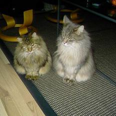 Maine Coon Balou