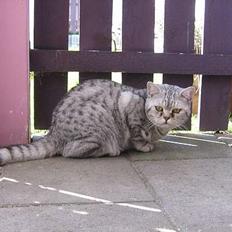 British Shorthair Bent (: 