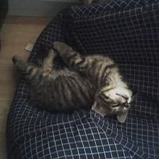 Huskat Gusse