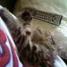 Huskat Gusse