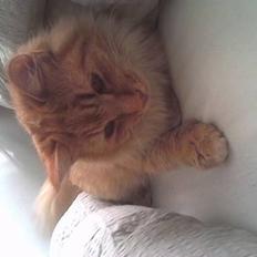 Blanding af racer Gizmo