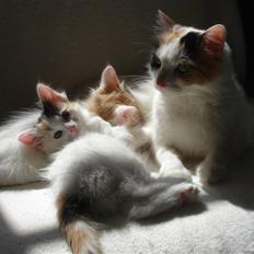 Tyrkisk Van CH. Semiramisin Ak Bertta