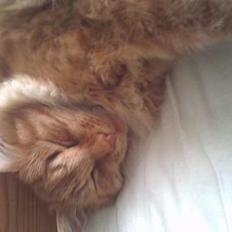 Blanding af racer Gizmo