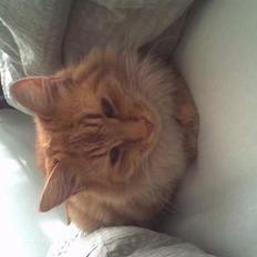 Blanding af racer Gizmo