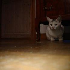 Huskat Topper *Forsvundet*