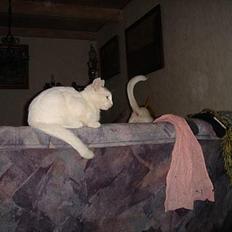 Huskat Topper *Forsvundet*