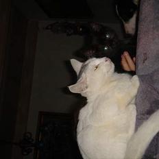 Huskat Topper *Forsvundet*