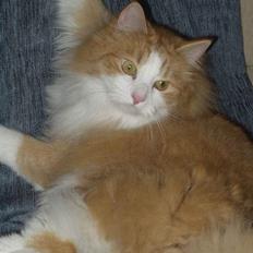 Blanding af racer Fessor