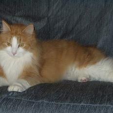 Blanding af racer Fessor