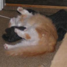 Blanding af racer Fessor