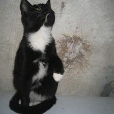 Blanding af racer Hannibal <3