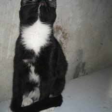 Blanding af racer Hannibal <3