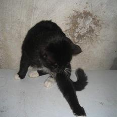 Blanding af racer Hannibal <3