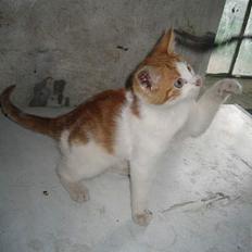 Blanding af racer Bibbob <3 *Død*