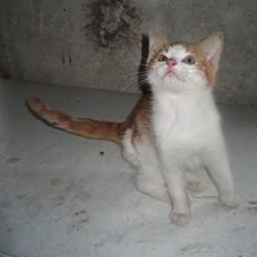 Blanding af racer Bibbob <3 *Død*