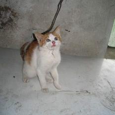 Blanding af racer Bibbob <3 *Død*