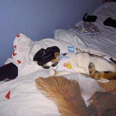 Blanding af racer Pjuske