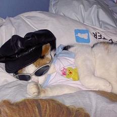 Blanding af racer Pjuske