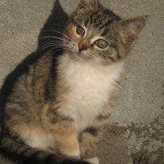 Blanding af racer Bumle <3