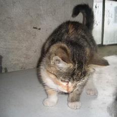 Blanding af racer Bumle <3