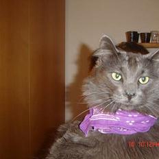 Blanding af racer Baloo