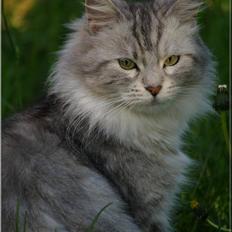 Maine Coon  Zain Marquis Silver Jade