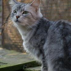 Maine Coon  Zain Marquis Silver Jade