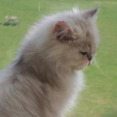 Perser ****NEVA*****¤¤R.I.P¤