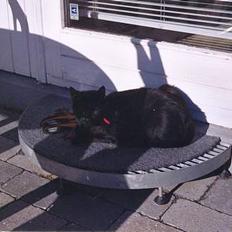 Blanding af racer Katja 2(R.I.P)