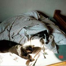 Blanding af racer Katja 2(R.I.P)