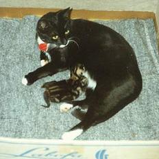 Blanding af racer Katja 1(R.I.P)