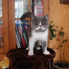 Exotic *IC* Pythagoras Ramses