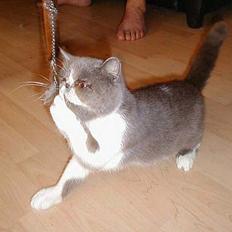 Exotic *IC* Pythagoras Ramses