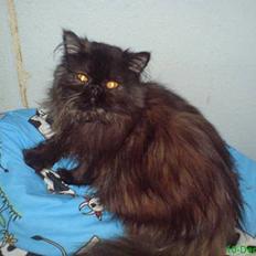 Perser Pythagoras Polyhymnia 