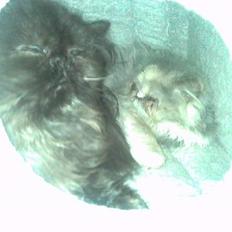 Perser Pythagoras Polyhymnia 