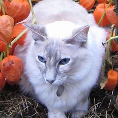 Balineser Naomi R.I.P