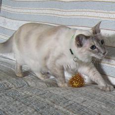 Balineser Naomi R.I.P