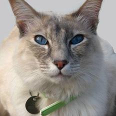 Balineser Naomi R.I.P