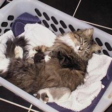 Blanding af racer Berha