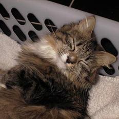 Blanding af racer Berha