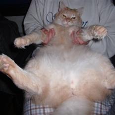 Norsk Skovkat Westerberg´s Wilbur